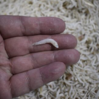 Whitebait